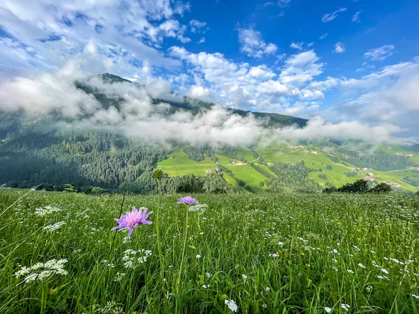 Flower Meadow Tyrolean Alps — Stock Photo, Image