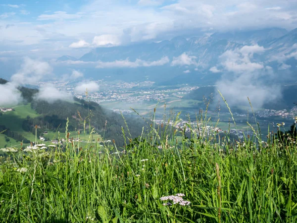 Green Flower Meadow Alps — Stock Photo, Image