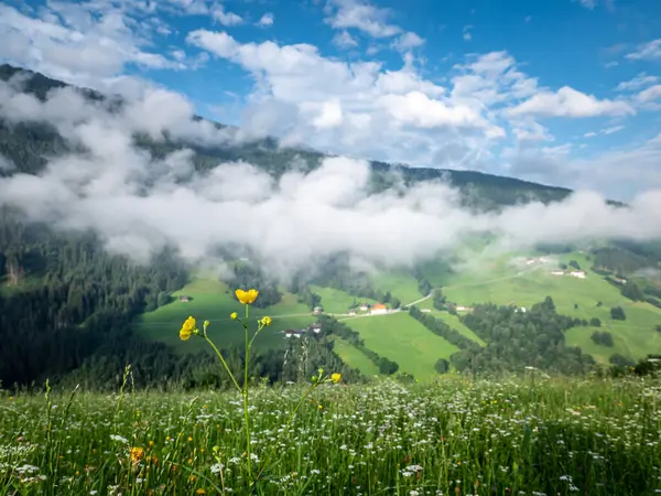 Summer Meadow Alps — Stock Photo, Image