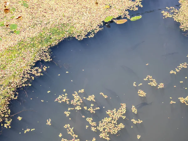 Teich Sommer Voller Algen — Stockfoto