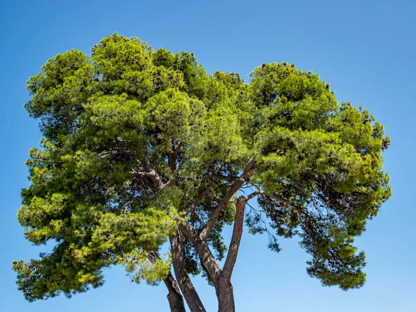 Large Pine Tree Northern Mediterranean — Stock Photo, Image