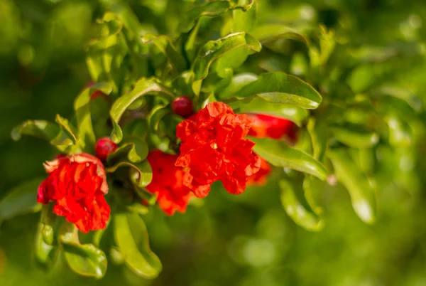 Bloemen voor granaatappelboom — Stockfoto