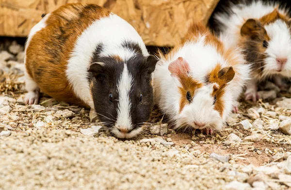 Spotted guinea pigs — Stock Photo, Image