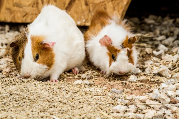 Spotted guinea pigs — Stock Photo, Image