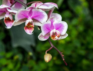 Çiçek açan orkide, yakın plan.