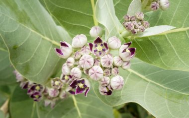 Sodom çiçek açması elma