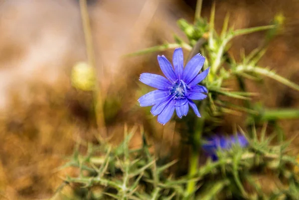 Bloeiende witloof, helder blauwe bloemen — Stockfoto