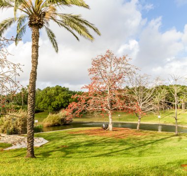 Parkta, Tel Aviv çiçek açan ağaç