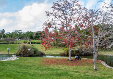 Parkta, Tel Aviv çiçek açan ağaç