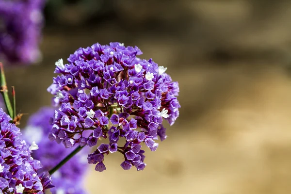 Flora van Israël, Lila bloementuin — Stockfoto
