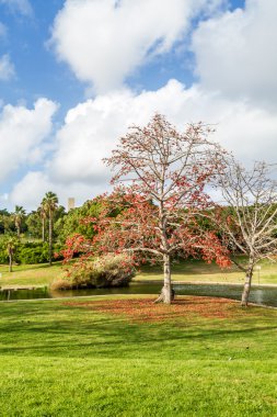 Parkta, Tel Aviv çiçek açan ağaç