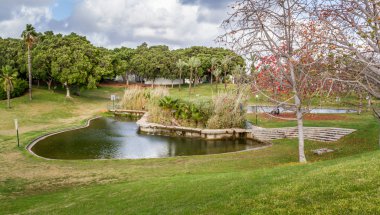 Parkta, Tel Aviv çiçek açan ağaç