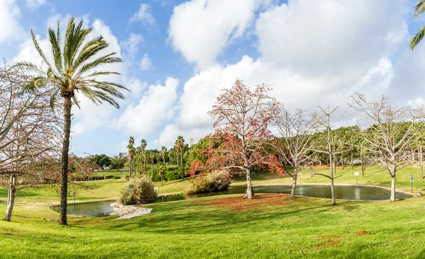 Blooming tree in the park, Tel Aviv — Stock Photo, Image