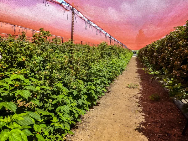 Broeikasgassen met struiken van frambozen, Israël — Stockfoto