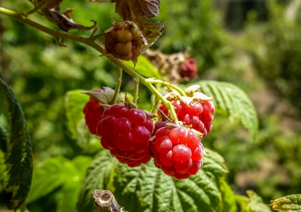 Ripe raspberries, kibbutz in Israel — Stock Photo, Image