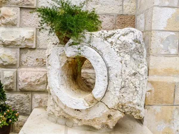 Pflanze im Topf auf Steinfragment, notre dame de jerusalem — Stockfoto