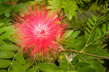 Kırmızı tüylü çiçek, Calliandra haematocephala, İsrail