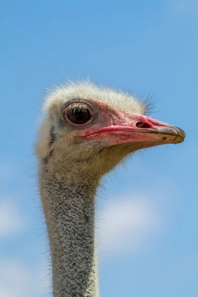 A cabeça de um avestruz, close-up — Fotografia de Stock