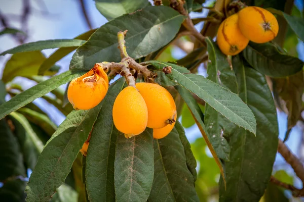 Локоть или Eriobotrya japonica с желтыми фруктами, японская слива — стоковое фото