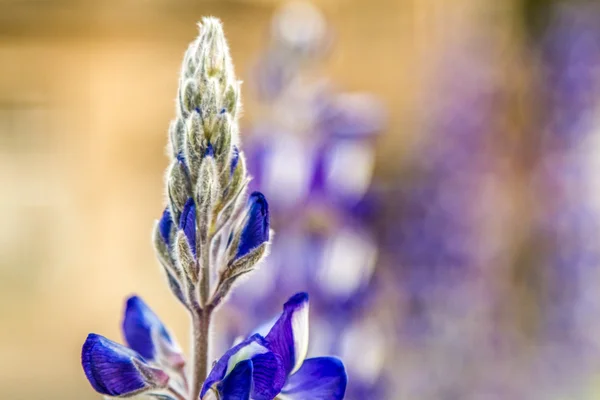 Bloei blauwe wild lupine — Stockfoto