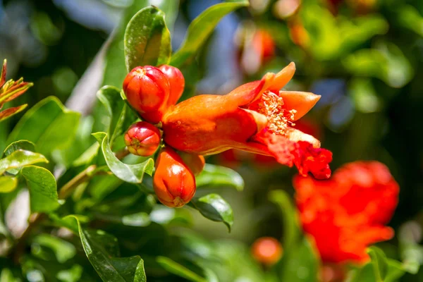 Bloeiende granaatappelboom. Flora van Israël — Stockfoto