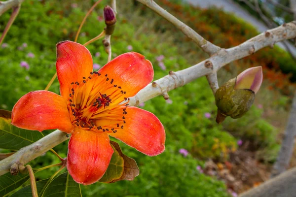 Bloeiende Bombax ceiba boom — Stockfoto