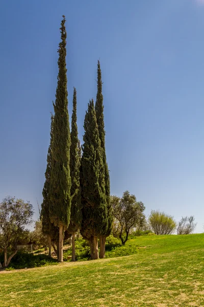 Cyprès en Bizkaia, Israël — Photo