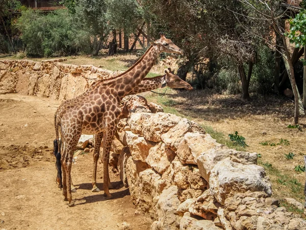 Giraffes, Jerusalem Biblical Zoo in Israel