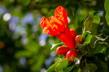 Çiçek açan nar ağacı. İsrail florası
