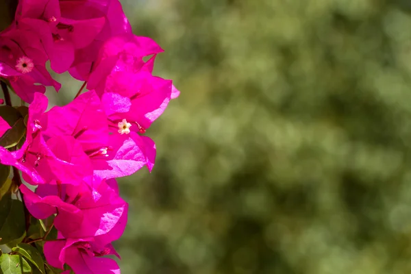 Magenta bloeiende Bougainville, Israël — Stockfoto