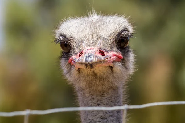 The head of an ostrich, close-up — Stock Photo, Image