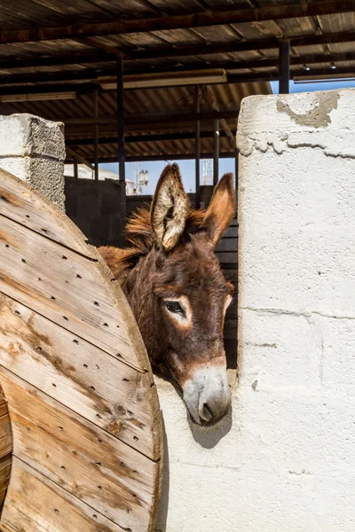 Gedomesticeerde ezel staande in de corral — Stockfoto