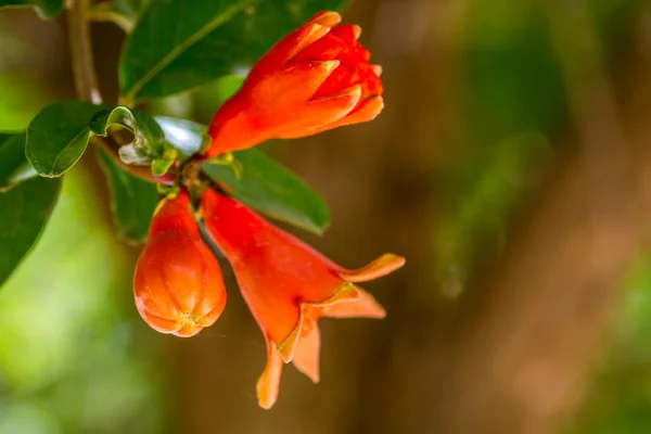 Bloeiende granaatappelboom. Flora van Israël — Stockfoto