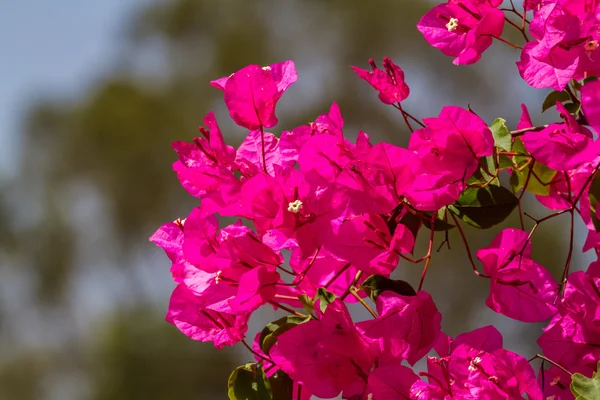 Kwitnący magenta Bougainvillea, Izrael — Zdjęcie stockowe