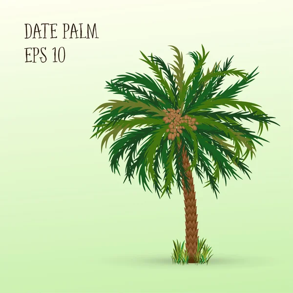 Data palm z owocami — Wektor stockowy