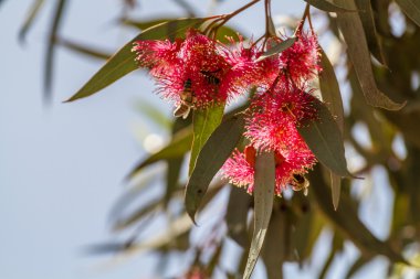 Okaliptüs, tüylü çiçekler.