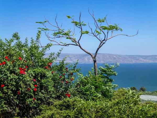 Arbusto fiorito, vista sul mare di Galilea, Israele — Foto Stock