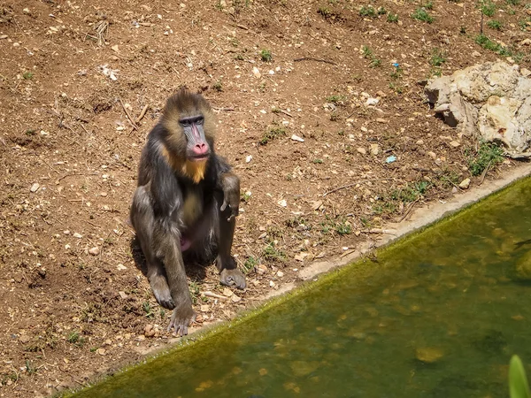 Mandrill Monkey, Zoológico Bíblico en Jerusalén, Israel — Foto de Stock