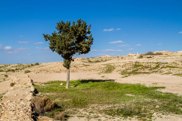 El Makhtesh Gadol, árbol y hierba en la primavera, desierto del Negev, Israel —  Fotos de Stock