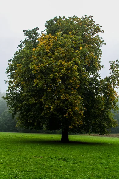 German Nature autumn park — Stock Photo, Image
