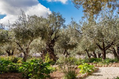 Bahçe Gethsemane eski zeytin ağaçları