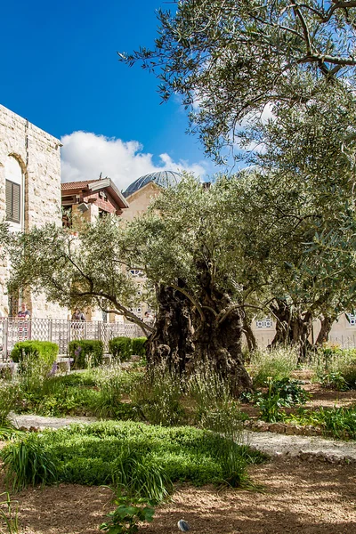 Bahçe Gethsemane eski zeytin ağaçları — Stok fotoğraf