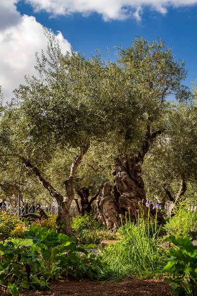 Bahçe Gethsemane eski zeytin ağaçları — Stok fotoğraf