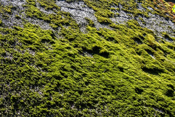 绿色苔藓在屋顶上 — 图库照片