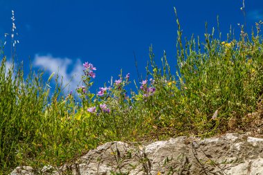 Tepe üzerinde pembe çiçekler