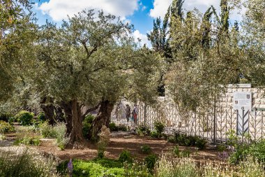 Bahçe Gethsemane eski zeytin ağaçları