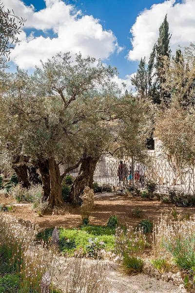 Bahçe Gethsemane eski zeytin ağaçları — Stok fotoğraf