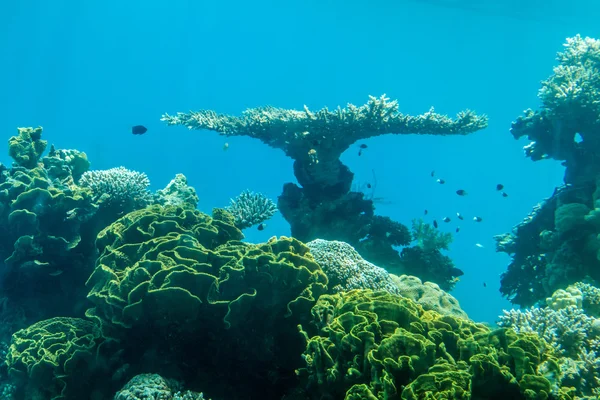 Coral world, Underwater Observatory in Eilat — Stock Photo, Image