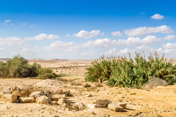 A Negev-sivatagban — Stock Fotó