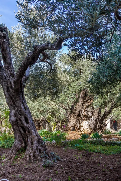 Bahçe Gethsemane eski zeytin ağaçları — Stok fotoğraf